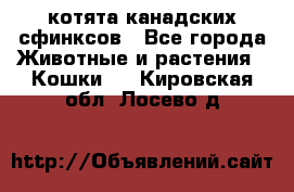 котята канадских сфинксов - Все города Животные и растения » Кошки   . Кировская обл.,Лосево д.